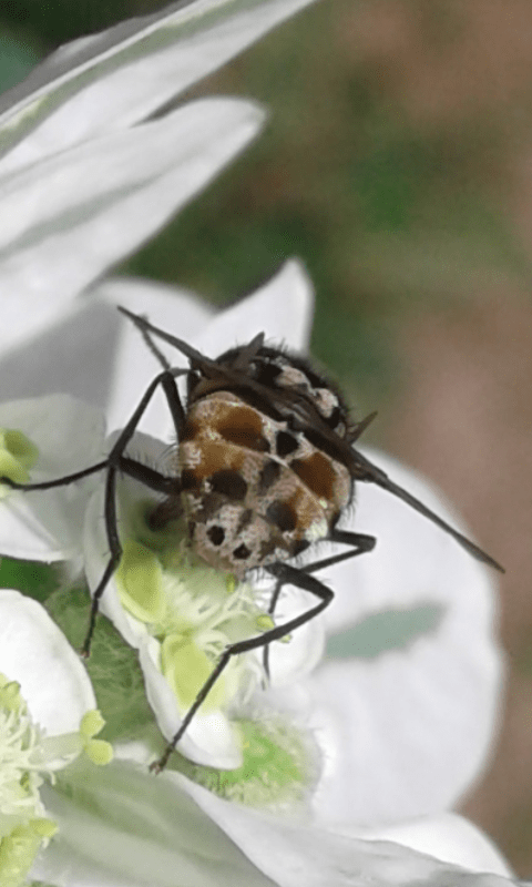 Muscidae : Graphomya maculata (maschio)?  Graphomya cfr. maculata